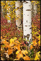 Shurbs and trunks in autumn. Glacier National Park, Montana, USA.