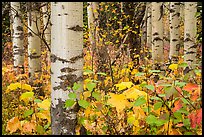 Undergrowth and aspen in autum. Glacier National Park ( color)