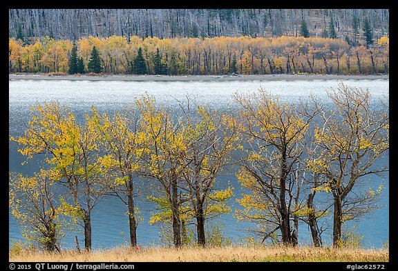 Trees in autumn foliage on both shores of Saint Mary Lake. Glacier National Park, Montana, USA.