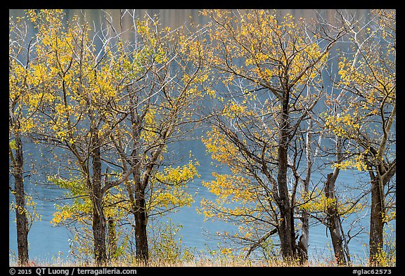 Cottonwoods in autumn colors, Saint Mary Lake. Glacier National Park, Montana, USA.