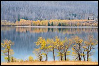 Trees in autumn foliage, burned forest, and reflections, Saint Mary Lake. Glacier National Park, Montana, USA.