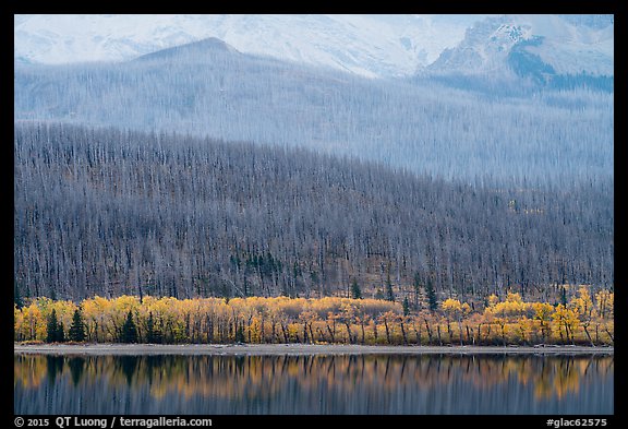 Hills with burned forest above lakeshore with autumn foliage, Saint Mary Lake. Glacier National Park, Montana, USA.