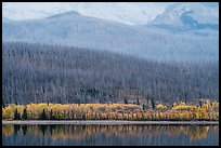 Hills with burned forest above lakeshore with autumn foliage, Saint Mary Lake. Glacier National Park, Montana, USA.