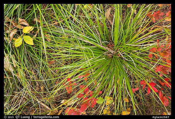 Close-up of forest floor with grasses and shrubs in autumn. Glacier National Park (color)