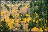 Deciduous trees and conifers in autumn. Glacier National Park, Montana, USA.