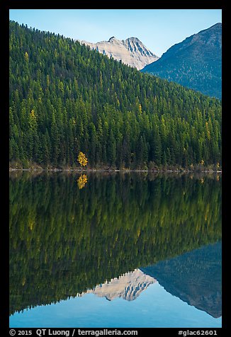 Peak, forest with autumn color accent, Bowman Lake. Glacier National Park, Montana, USA.