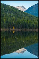 Peak, forest with autumn color accent, Bowman Lake. Glacier National Park ( color)