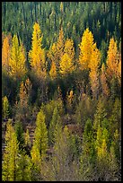 Aspen in various stage of fall foliage, North Fork. Glacier National Park ( color)