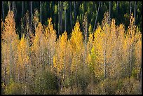 Aspen in autumn foliage, North Fork. Glacier National Park ( color)