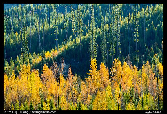 Aspen in autumn foliage and forested hillside, North Fork. Glacier National Park, Montana, USA.