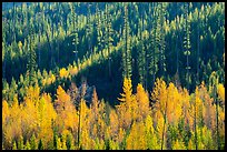 Aspen in autumn foliage and forested hillside, North Fork. Glacier National Park, Montana, USA.