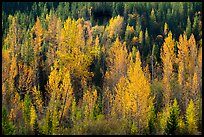 Leaves of aspen in autum foliage glow in backlight, North Fork. Glacier National Park, Montana, USA.