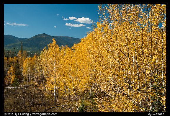 Aspen forest and mountains. Glacier National Park, Montana, USA.