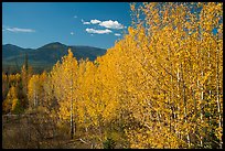 Aspen forest and mountains. Glacier National Park ( color)