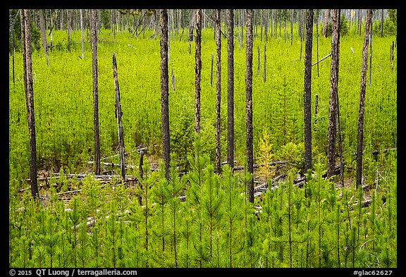 Meadow packed with tree sapplings. Glacier National Park (color)