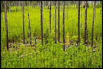 Meadow packed with tree sapplings. Glacier National Park ( color)