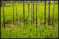 Meadow packed with tree sapplings. Glacier National Park ( color)