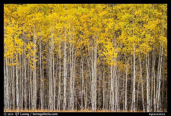 Dense aspen grove autumn, North Fork. Glacier National Park, Montana, USA.