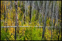 New growth alongs trees burned by 2007 wildfire. Glacier National Park, Montana, USA.