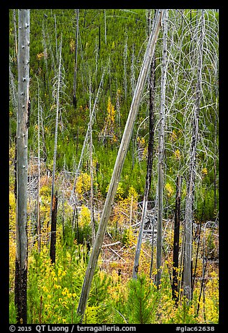 Burned trees and new growth in autumn. Glacier National Park, Montana, USA.