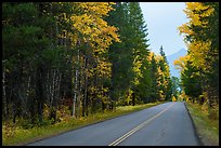 Road in autum near West Glacier. Glacier National Park ( color)