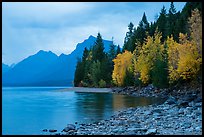 Trees in autumn color and Lake McDonald. Glacier National Park, Montana, USA.