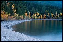 Gravel beach and trees in autun foliage, Lake McDonald. Glacier National Park, Montana, USA.