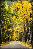 Road below canopy of tall trees in autumn, Apgar. Glacier National Park, Montana, USA.