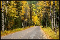 Road surrounded by fall foliage in autumn. Glacier National Park, Montana, USA.