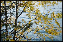 Tree branches blurred by wind, Lake McDonald. Glacier National Park, Montana, USA.