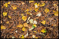 Close-up of forest floor with fallen leaves in autumn. Glacier National Park, Montana, USA.