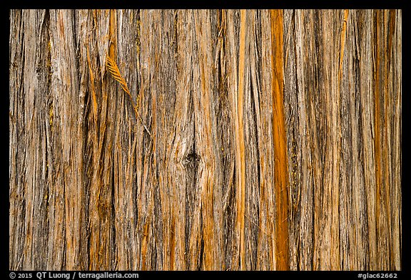 Close-up of trunk. Glacier National Park (color)