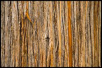 Close-up of trunk. Glacier National Park ( color)