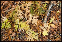 Close-up of ferns and fallen leaves in autumn. Glacier National Park ( color)