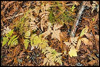 Close-up of ferns and fallen leaves in autumn. Glacier National Park, Montana, USA.