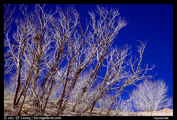 Ghost forest: squeletons of trees engulfed by the sands. Great Sand Dunes National Park and Preserve, Colorado, USA.