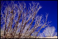 Ghost forest: squeletons of trees engulfed by the sands. Great Sand Dunes National Park and Preserve ( color)