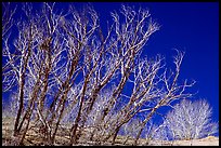 Ghost forest: squeletons of trees engulfed by the sands. Great Sand Dunes National Park and Preserve, Colorado, USA.