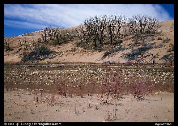 Dry creek and tree skeletons on edge of sand dunes. Great Sand Dunes National Park, Colorado, USA.