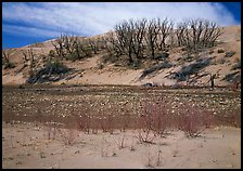 Dry creek and tree skeletons on edge of sand dunes. Great Sand Dunes National Park and Preserve ( color)