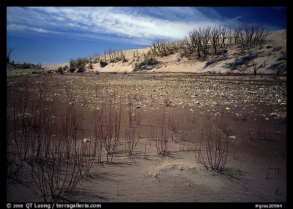 Ghost Forest, skeletons of trees engulfed by sands. Great Sand Dunes National Park and Preserve, Colorado, USA.