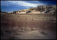 Ghost Forest, skeletons of trees engulfed by sands. Great Sand Dunes National Park ( color)