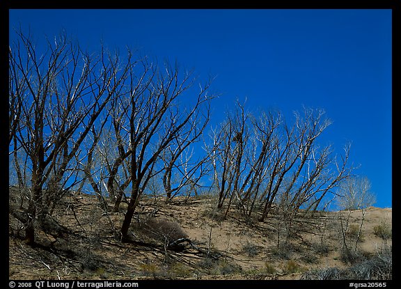 Dead trees on sand dunes. Great Sand Dunes National Park and Preserve, Colorado, USA.