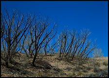 Dead trees on sand dunes. Great Sand Dunes National Park ( color)