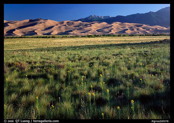 Wildflowers, grass prairie and dunes. Great Sand Dunes National Park, Colorado, USA.