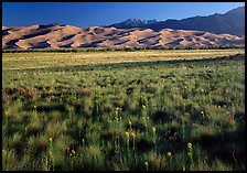 Wildflowers, grass prairie and dunes. Great Sand Dunes National Park and Preserve, Colorado, USA.