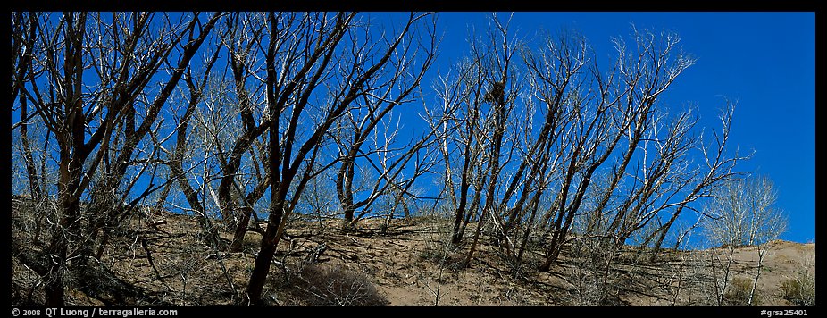 Tree skeletons on dunes. Great Sand Dunes National Park (color)