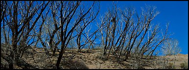 Tree skeletons on dunes. Great Sand Dunes National Park and Preserve (Panoramic color)