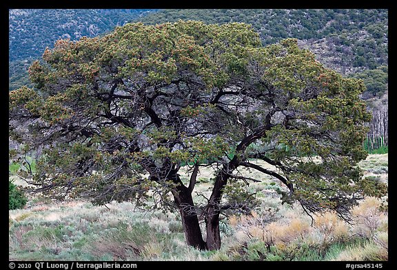 Pinyon pine tree. Great Sand Dunes National Park, Colorado, USA.