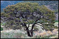 Pinyon pine tree. Great Sand Dunes National Park and Preserve, Colorado, USA.